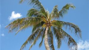 Palm Sunday