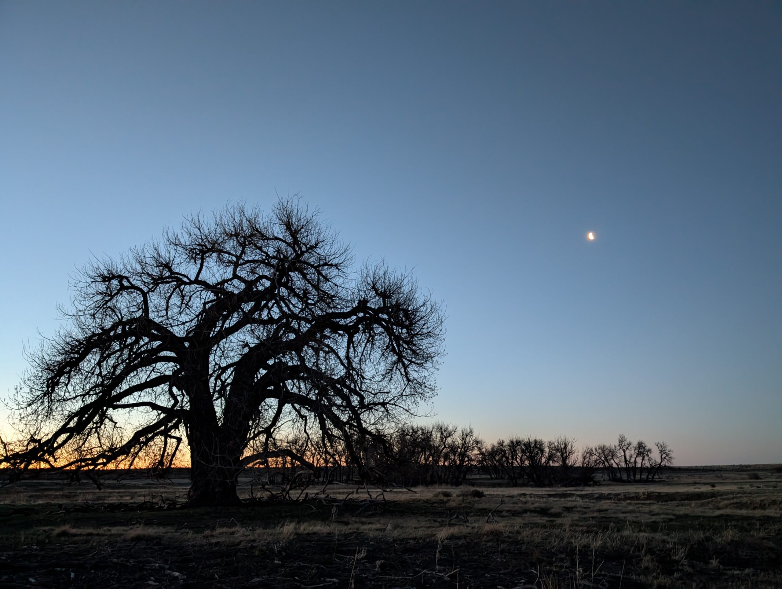 Rooted Rooted