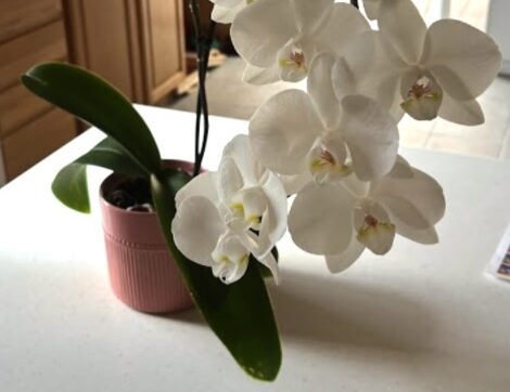 Be Perfect