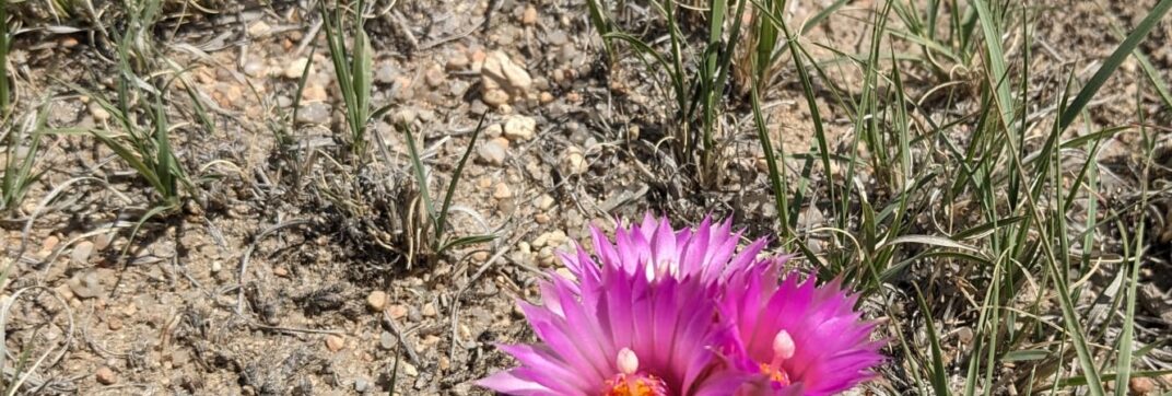 The Flowering Cactus