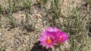The Flowering Cactus