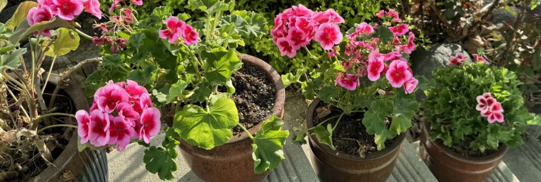 A Well-Watered Garden