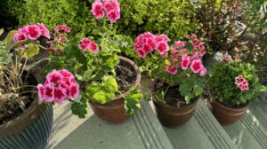 A Well-Watered Garden