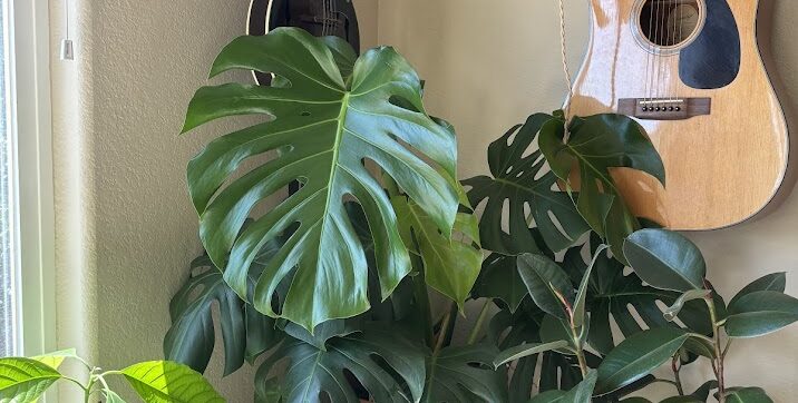 New Life
