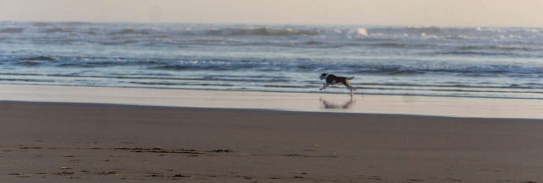 Free to Run…and Run…and Run!