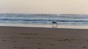 Free to Run…and Run…and Run!