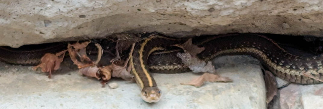 Watching Out for Snakes