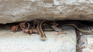 Watching Out for Snakes Watching Out for Snakes