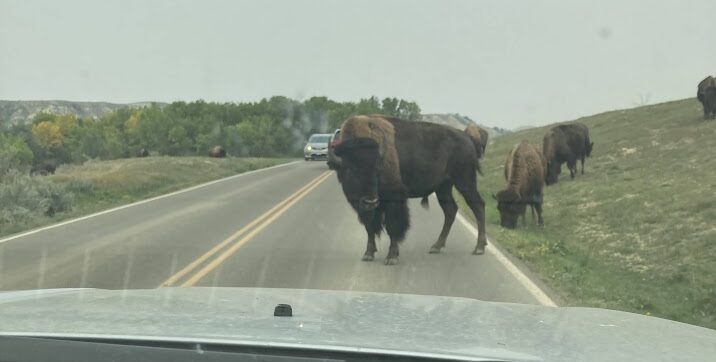 Be the Herd