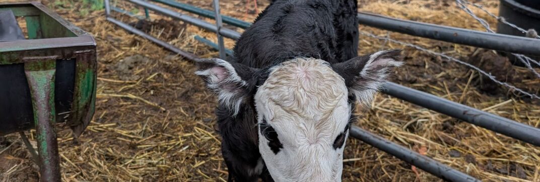Born Into His Care