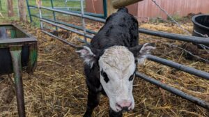 Born Into His Care