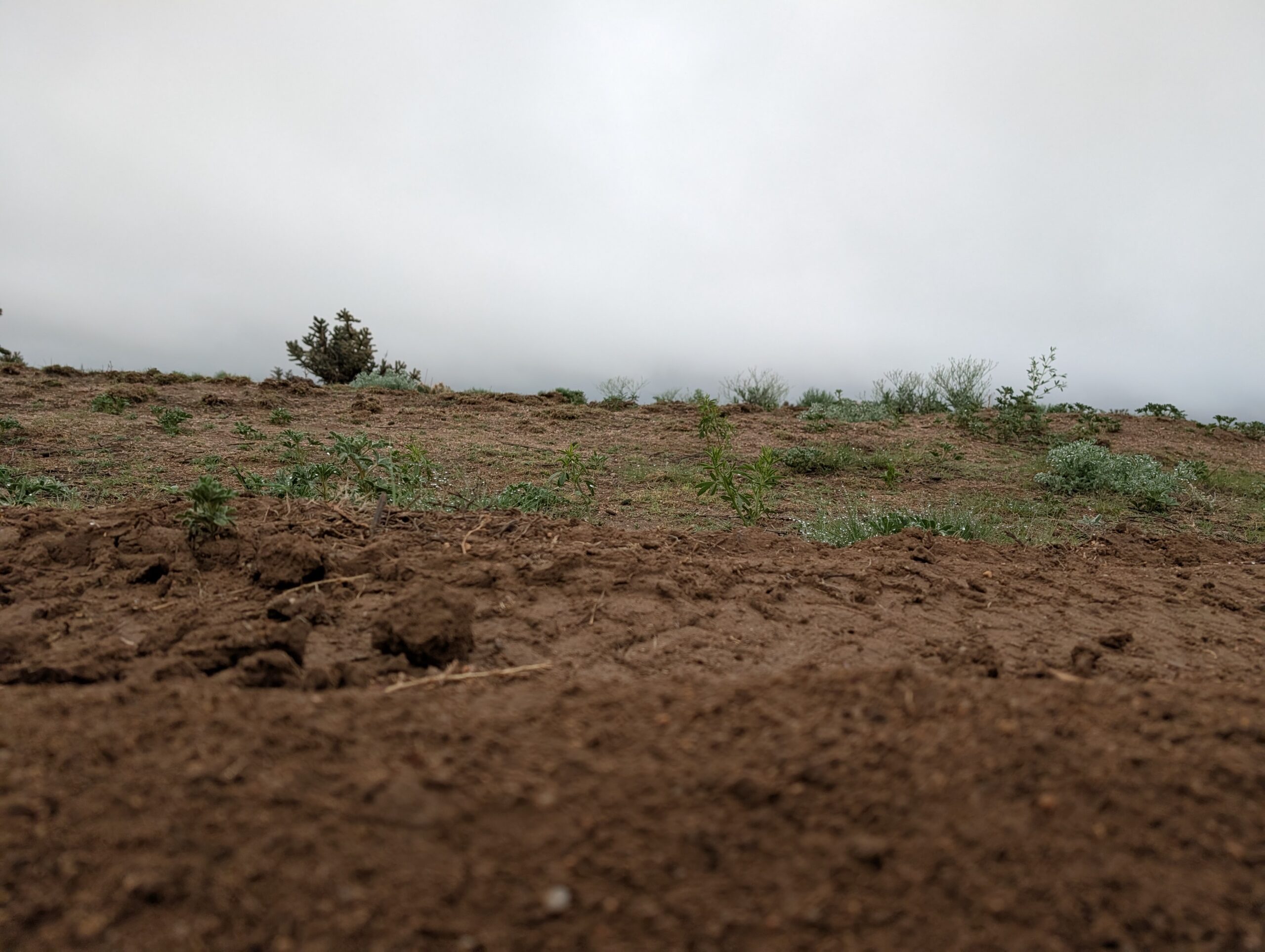 Good Soil