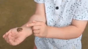 Beauty of Frogs
