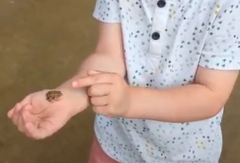 Beauty of Frogs