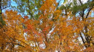 Seasons
