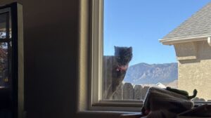 Peeking In Peeking In