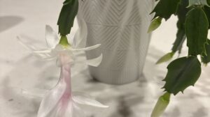 Blooming Blooming