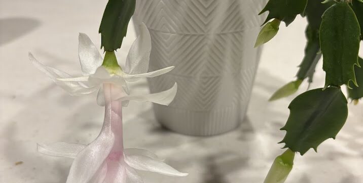 Blooming
