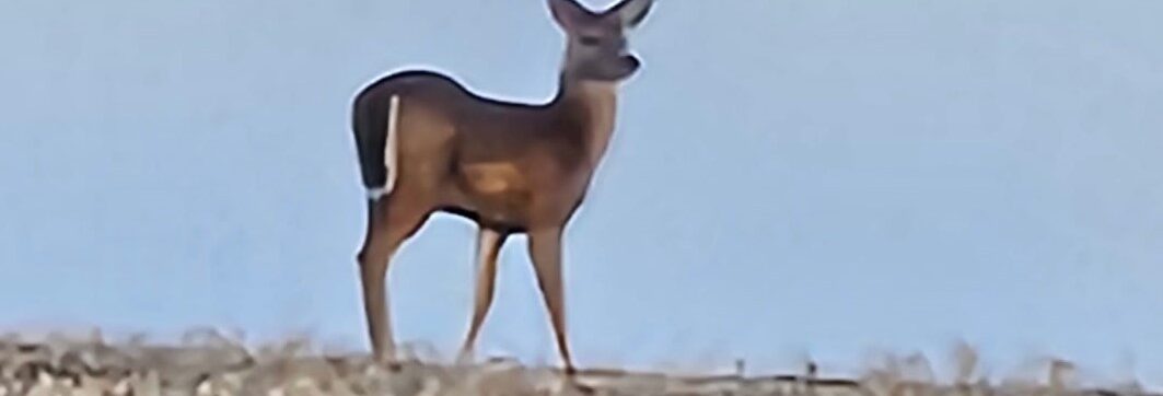 Leap Like a Deer
