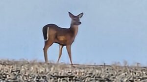Leap Like a Deer Leap Like a Deer