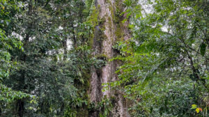 The Tree That Gives Life The Tree That Gives Life