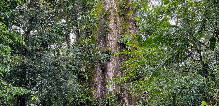 The Tree That Gives Life
