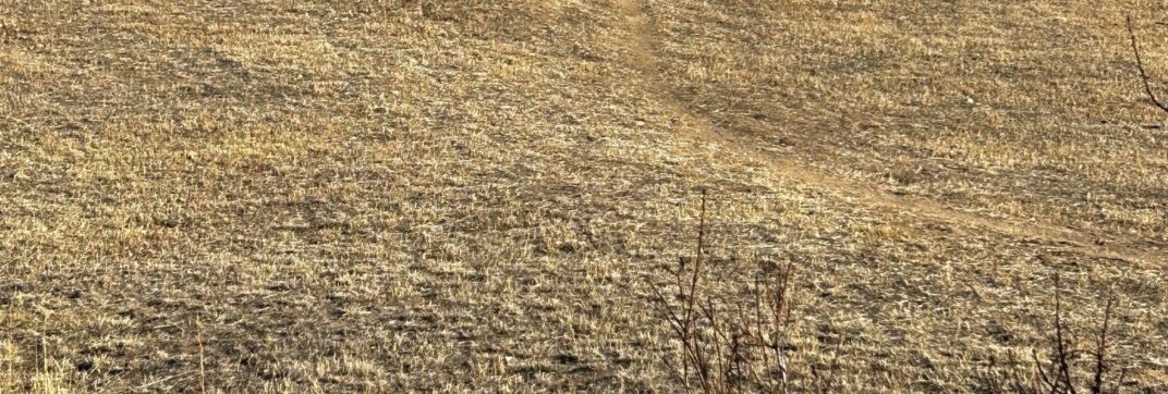 Curves in the Path