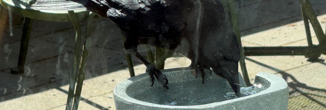 Fountain of Life