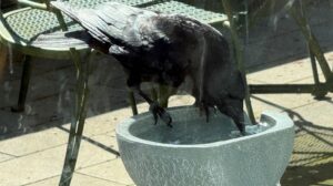 Fountain of Life