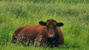 Finding Rest in Our Shepherd