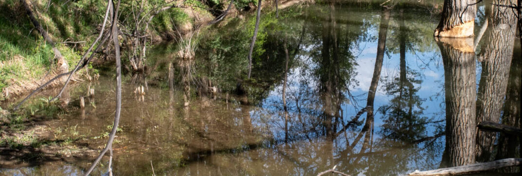 Even Beavers Find Rest