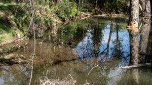 Even Beavers Find Rest