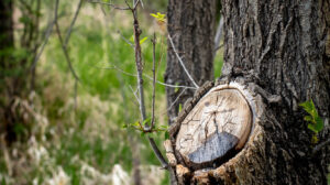 Our Frustration of Seeing Grace