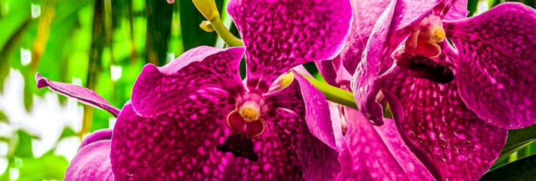 Faithful in the Planting